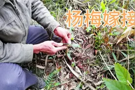 春天是果树嫁接最好的季节，现场操作嫁接杨梅，一看就会视频封面