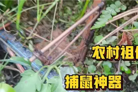 贵州农村老鼠夹原理介绍，老鼠糟蹋庄稼，就用这神器，套住逃不了视频封面