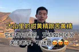 野生黄精可以搭配肉苁蓉，黄芪，淫羊藿，枸杞，一起泡水，泡酒，视频封面