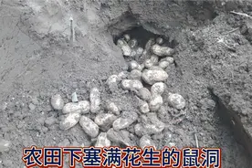 农田里，老鼠盗窃能力惊人，地洞中藏有大量饱满花生视频封面