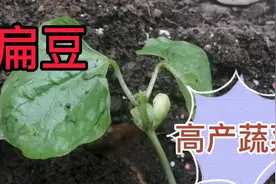 扁豆是一种高产蔬菜，种植简单而且产量很高视频封面