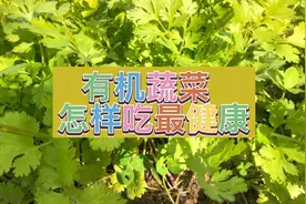 自种有机蔬菜品种多，怎样一次吃到多种蔬菜，火锅是最佳选择。视频封面