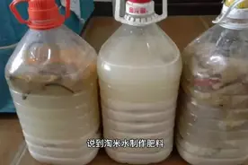 淘米水不要扔，用这三种方法配制来用，种的菜生长又快又绿视频封面
