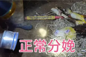 母牛正常分娩全过程，母子平安，你喜欢小牛犊么？视频封面