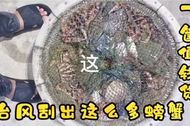 台风圆规刚经过，把各种螃蟹都刮出窝，阿铁捉了两筐回来吃视频封面