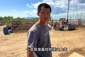 牛妈妈失去了自己的牛孩子，自己孤孤单单走了，时不时就回头看看视频封面