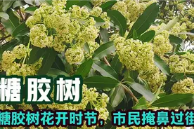 湛江农村的糖胶树成了城市风景树，开花很臭，市民晚上掩鼻过街视频封面