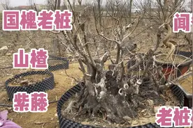 农村小院最适合种的“镇宅旺财树”，开花结果寓意也不错，喜欢吗视频封面