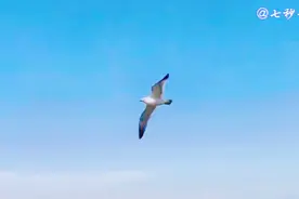 龙梅子的一首《海鸥飞》，听得心醉，忍不住发给你！！！视频封面