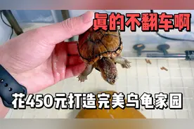 小伙花了450元打造完美乌龟家园，在家里这样养，水清龟靓无压力视频封面
