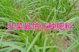种植韭菜有三种肥料要慎用，不然烂根烂叶，病虫害严重视频封面