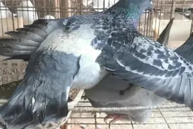 记录鸽子情侣的配对过程视频封面