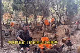 2021中国排名前十的饲料有哪几个厂家？你用饲料在排名里吗？视频封面