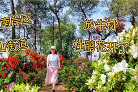 重庆南岸区南山街道放牛村杜鹃花开了！视频封面