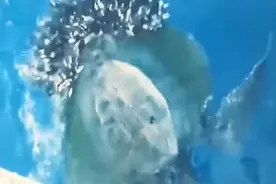 原来海龟这样疼!视频封面