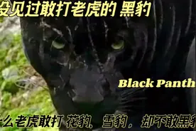 敢摸老虎屁股的黑豹！原因在视频讲解 和 简介说明中！视频封面