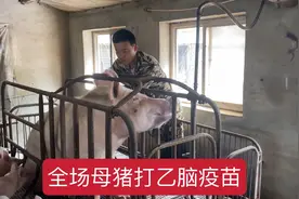 乙脑疫苗对于母猪场很重要，猪场应该怎样免疫？每年两次有保障视频封面