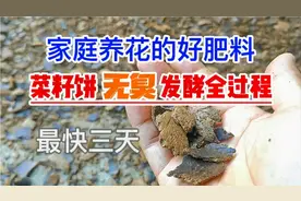种菜养花好肥料，菜籽饼快速发酵无臭味、不长虫的方法，建议收藏视频封面
