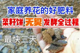 种菜养花好肥料，菜籽饼快速发酵无臭味、不长虫的方法，建议收藏视频封面