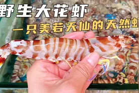 野生大花虾、一只美若天仙的海虾！视频封面