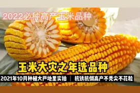 玉米大灾之年选品种，2021年高产抗锈抗倒10月种植大户田间实拍视频封面
