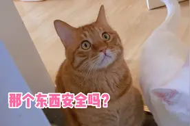人类幼崽洗澡被猫咪们围观，大橘猫是守护骑士视频封面
