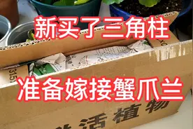 16元买了四个三角柱，用来嫁接蟹爪兰，苗情怎么样视频封面