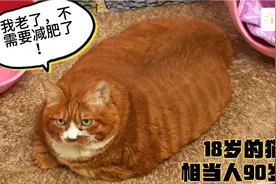 18岁的猫相当于人类90岁，体重二十多斤，放在猫窝里满满当当！视频封面