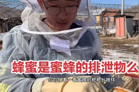 蜂蜜到底是不是蜜蜂的排泄物？趁天好给蜜蜂出窖，被拉了一身粪便视频封面