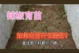 用泡沫箱育辣椒，方法简单，这样育苗发芽率高出苗全长得旺视频封面