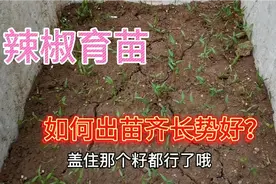 用泡沫箱育辣椒，方法简单，这样育苗发芽率高出苗全长得旺视频封面