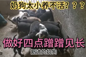 你还在担心奶狗太小养不活吗？我的经验告诉你，做好4点长得好视频封面