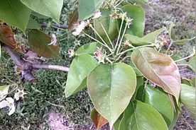 梨木虱是梨树管理中最难防治的虫害，我们如何来防治呢？来看看吧视频封面