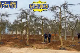 陕西水晶石榴树泛滥成灾，山东大哥连夜拉了30棵，能卖出好价格吗视频封面