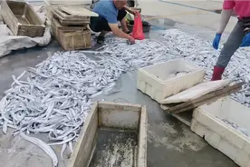 青岛小码头出海第二天，打回一千斤带鱼，村民都来买回家做丸子汤视频封面