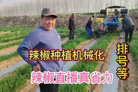 辣椒种植机械化！农村大婶看辣椒直播真快真省劲，种辣椒不上愁了视频封面
