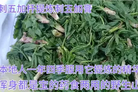 大山里遍地都是宝刺五加药食两用，这个季节人们只吃野菜不吃青菜