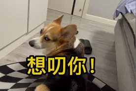 狗子半夜突然一惊一乍呆着了，也怪吓人的！视频封面