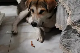 憨厚的中华田园犬，食物非要丢地上才肯吃，太有灵性了视频封面