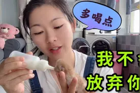 小猫出生就被妈妈抛弃，不给奶喝太气人了，小媳妇心疼的亲自喂奶视频封面