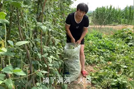 农家小菜园长势喜人，憨媳妇每天采摘都摘不完，今天摘了满满一袋视频封面