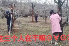 三十多年老梨树，把老树皮刮掉叫长新树皮，这样增加果树的寿命视频封面