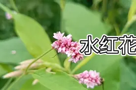 原来，水红花长这样#中草药#农村生活