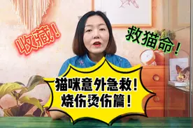 猫咪意外急救，烧伤烫伤篇，收藏救猫命！视频封面
