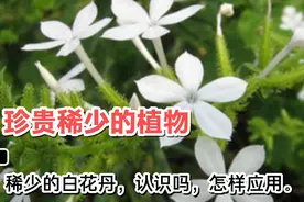 珍贵的白花丹认识吗，它的作用及功效知道吗？视频封面