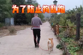 为了防止狗丢失，主人这招太绝了，这下绝对安全了视频封面