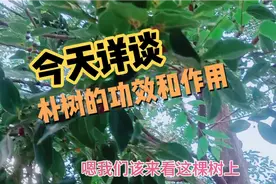 再次来拍朴树，详谈它的功效和作用！视频封面