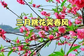 分享一首非常好听的《三月桃花笑春风》，演唱：三月视频封面