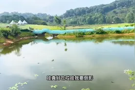 走进西双版纳勐海情诗小镇，门票20风光无限，有没有来过呢视频封面