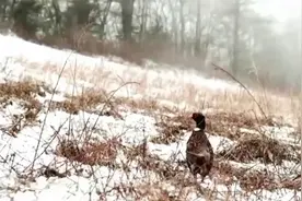 老鹰雪地捕食野鸡，双方大战一百回合，最终竟被开膛破肚拔毛活吃视频封面